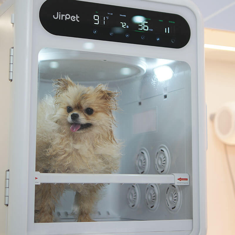 ポメラニアンとF1