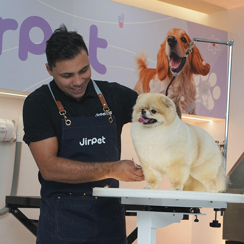 トリマーとポメラニアン