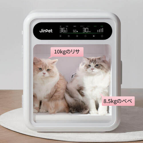 猫2頭でも大空間